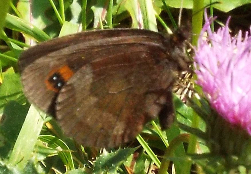 Farfalla da identificare: Erebia aethiops